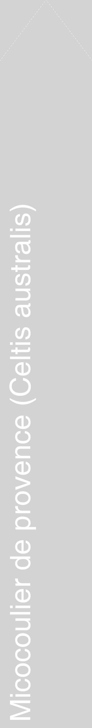 Étiquette de : Celtis australis - format c - style blanche56_simplehel avec comestibilité