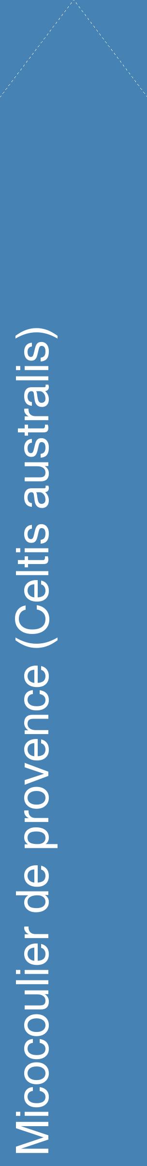 Étiquette de : Celtis australis - format c - style blanche5_simplehel avec comestibilité
