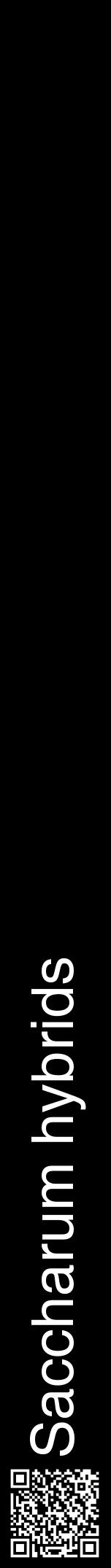 Étiquette de : Saccharum hybrids - format a - style blanche59hel avec qrcode et comestibilité