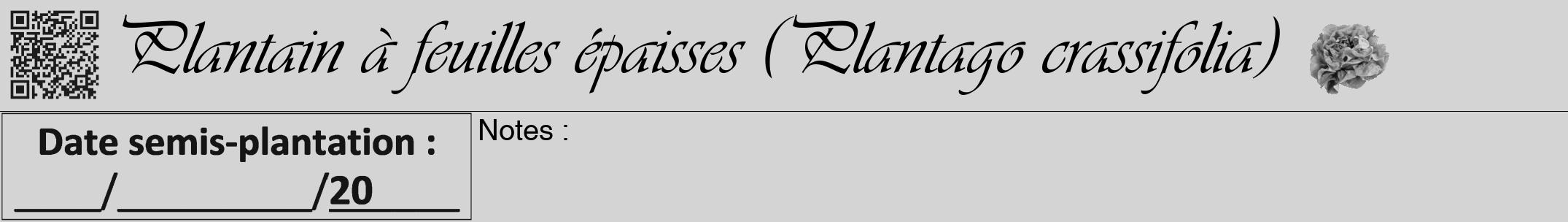 Étiquette de : Plantago crassifolia - format a - style noire40viv avec qrcode et comestibilité simplifiée