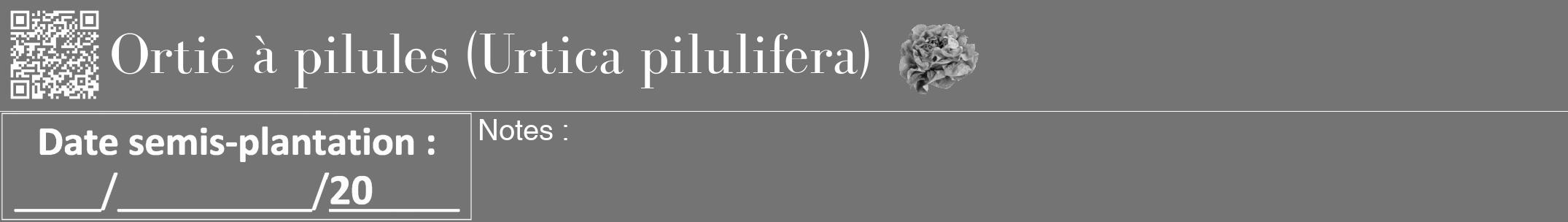 Étiquette de : Urtica pilulifera - format a - style blanche26bod avec qrcode et comestibilité simplifiée