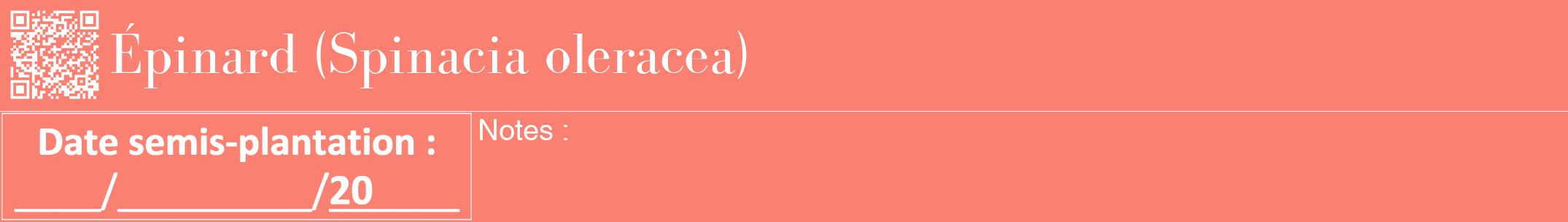 Étiquette de : Spinacia oleracea - format a - style blanche38bod avec qrcode et comestibilité