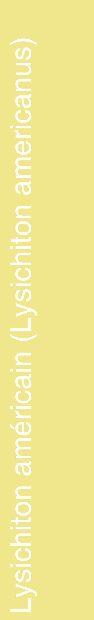 Étiquette de : Lysichiton americanus - format c - style blanche20_basiquehel avec comestibilité