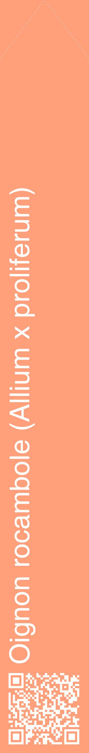 Étiquette de : Allium x proliferum - format c - style blanche39_simplehel avec qrcode et comestibilité