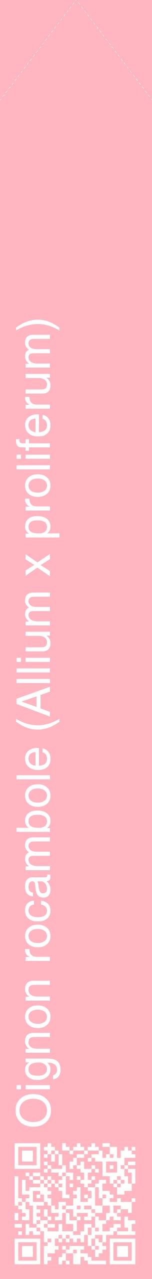 Étiquette de : Allium x proliferum - format c - style blanche41_simplehel avec qrcode et comestibilité