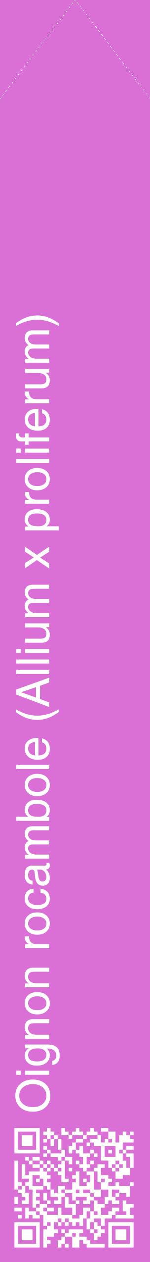 Étiquette de : Allium x proliferum - format c - style blanche52_simplehel avec qrcode et comestibilité