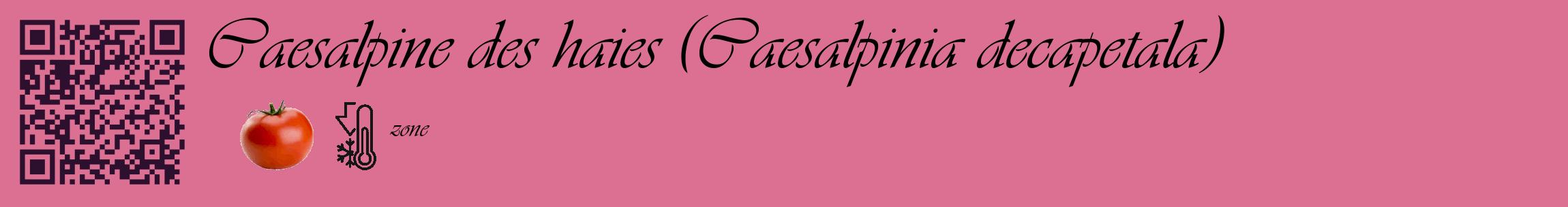Étiquette de : Caesalpinia decapetala - format c - style noire44_basique_basiqueviv avec qrcode et comestibilité simplifiée