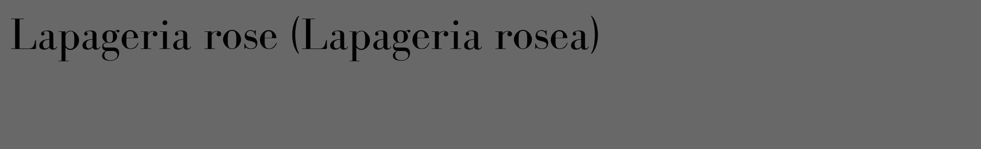 Étiquette de : Lapageria rosea - format c - style noire6_basique_basiquebod avec comestibilité