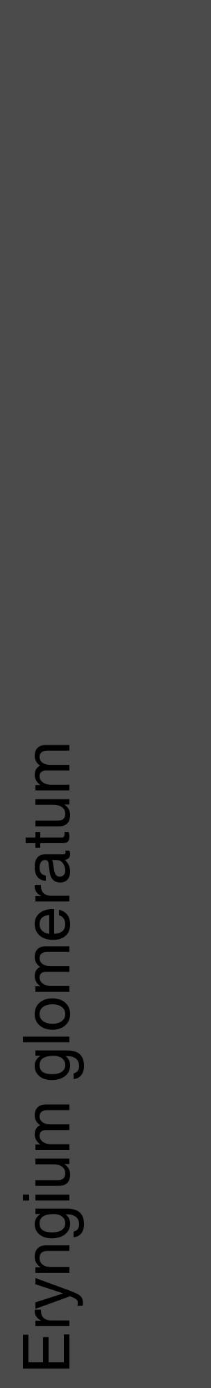 Étiquette de : Eryngium glomeratum - format c - style noire9_basique_basiquehel avec comestibilité - position verticale