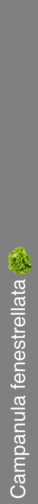 Étiquette de : Campanula fenestrellata - format a - style blanche57hel avec comestibilité simplifiée