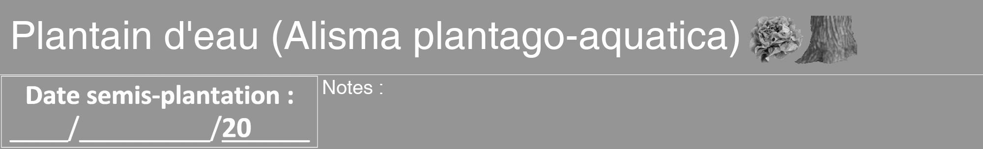 Étiquette de : Alisma plantago-aquatica - format a - style blanche16hel avec comestibilité simplifiée