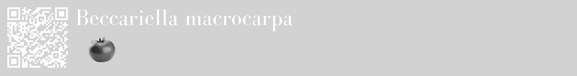 Étiquette de : Beccariella macrocarpa - format c - style blanche14_basique_basiquebod avec qrcode et comestibilité simplifiée