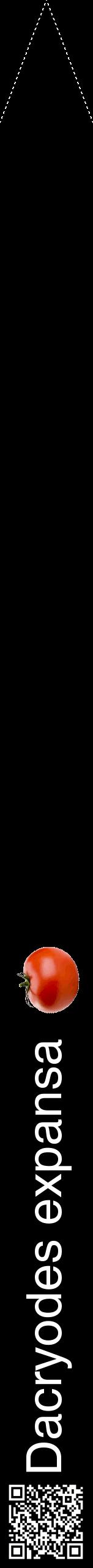 Étiquette de : Dacryodes expansa - format b - style blanche59hel avec qrcode et comestibilité simplifiée