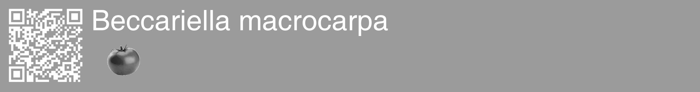 Étiquette de : Beccariella macrocarpa - format c - style blanche52_basique_basiquehel avec qrcode et comestibilité simplifiée