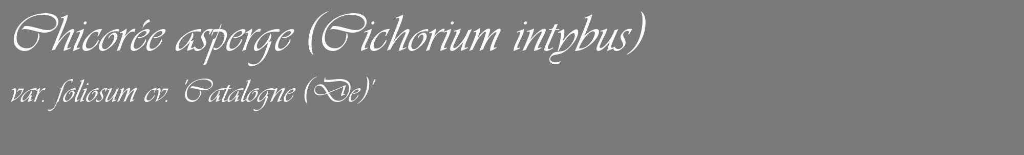Étiquette de : Cichorium intybus var. foliosum cv. 'Catalogne (De)' - format c - style blanche3_basique_basiqueviv avec comestibilité
