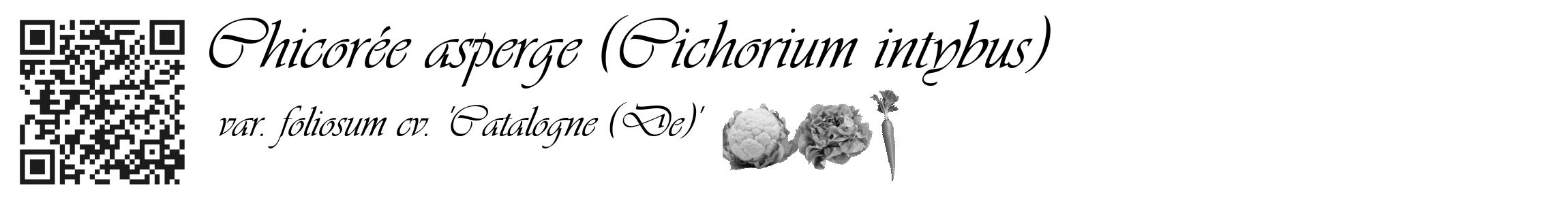 Étiquette de : Cichorium intybus var. foliosum cv. 'Catalogne (De)' - format c - style noire60_basique_basiqueviv avec qrcode et comestibilité simplifiée