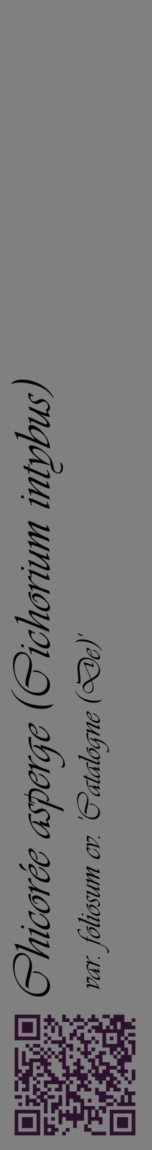 Étiquette de : Cichorium intybus var. foliosum cv. 'Catalogne (De)' - format c - style noire57_basiqueviv avec qrcode et comestibilité