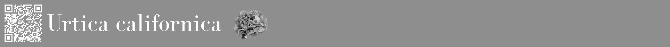 Étiquette de : Urtica californica - format a - style blanche25bod avec qrcode et comestibilité simplifiée