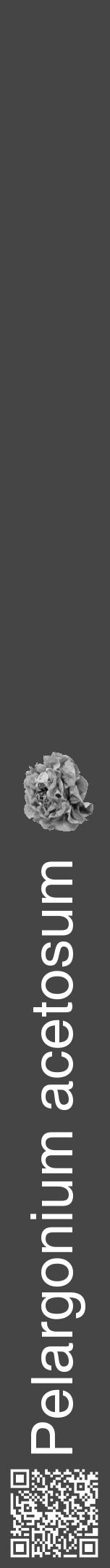 Étiquette de : Pelargonium acetosum - format a - style blanche58basiquehel avec qrcode et comestibilité simplifiée - position verticale