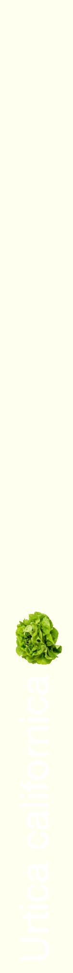 Étiquette de : Urtica californica - format a - style blanche19hel avec comestibilité simplifiée