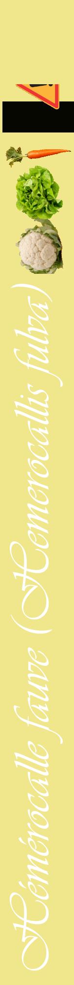 Étiquette de : Hemerocallis fulva - format a - style blanche20viv avec comestibilité simplifiée