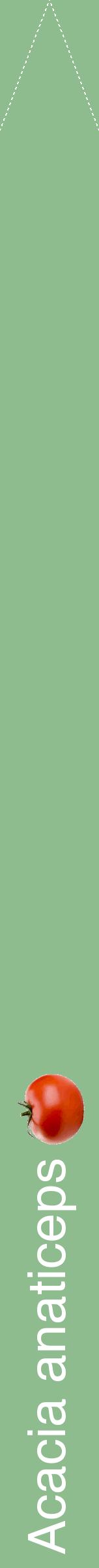 Étiquette de : Acacia anaticeps - format b - style blanche13hel avec comestibilité simplifiée