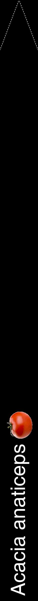 Étiquette de : Acacia anaticeps - format b - style blanche59hel avec comestibilité simplifiée