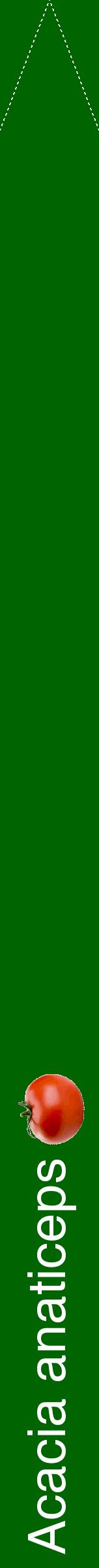 Étiquette de : Acacia anaticeps - format b - style blanche8hel avec comestibilité simplifiée