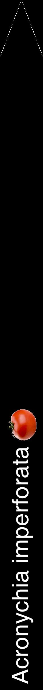Étiquette de : Acronychia imperforata - format b - style blanche59hel avec comestibilité simplifiée