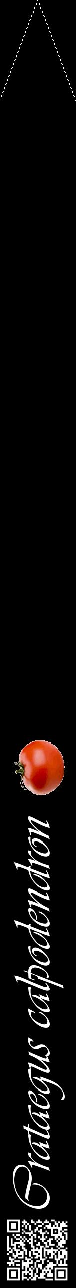 Étiquette de : Crataegus calpodendron - format b - style blanche59viv avec qrcode et comestibilité simplifiée