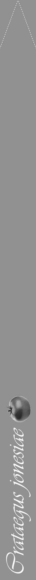 Étiquette de : Crataegus jonesiae - format b - style blanche4viv avec comestibilité simplifiée - position verticale