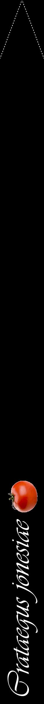 Étiquette de : Crataegus jonesiae - format b - style blanche59viv avec comestibilité simplifiée