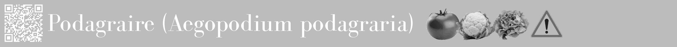 Étiquette de : Aegopodium podagraria - format a - style blanche1basiquebod avec qrcode et comestibilité simplifiée