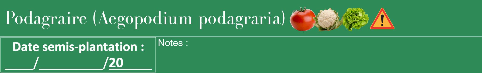Étiquette de : Aegopodium podagraria - format a - style blanche11bod avec comestibilité simplifiée