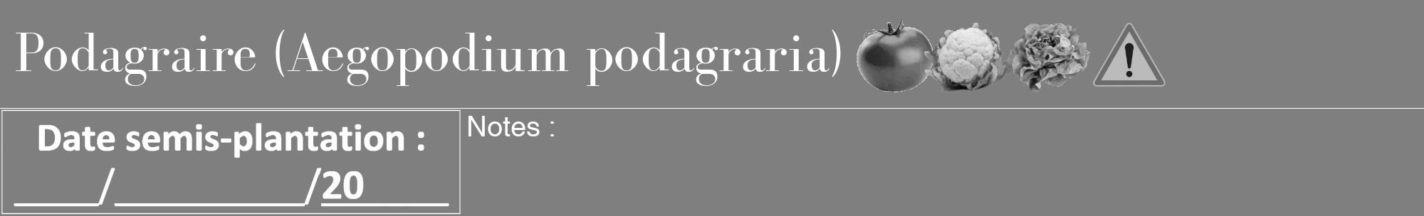 Étiquette de : Aegopodium podagraria - format a - style blanche31bod avec comestibilité simplifiée