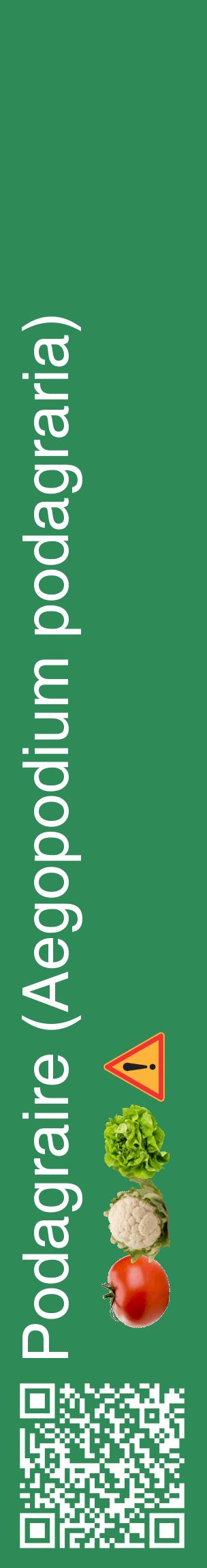 Étiquette de : Aegopodium podagraria - format c - style blanche11_basiquehel avec qrcode et comestibilité simplifiée