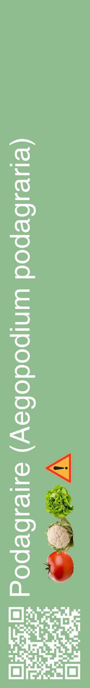 Étiquette de : Aegopodium podagraria - format c - style blanche13_basiquehel avec qrcode et comestibilité simplifiée