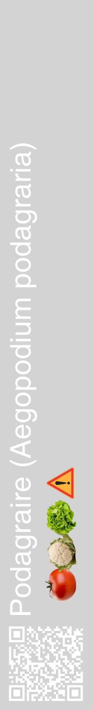 Étiquette de : Aegopodium podagraria - format c - style blanche56_basiquehel avec qrcode et comestibilité simplifiée