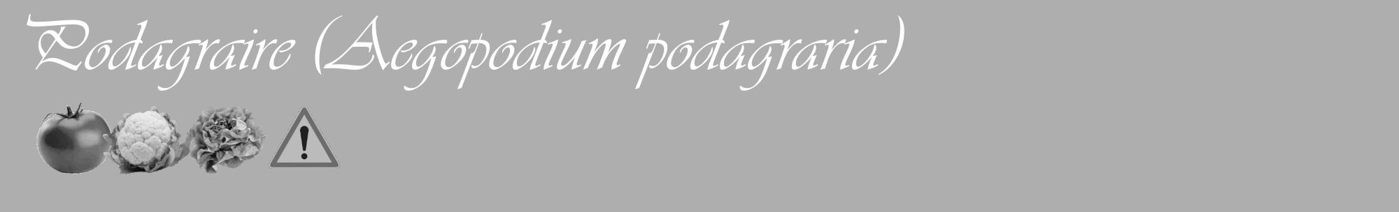 Étiquette de : Aegopodium podagraria - format c - style blanche53_basique_basiqueviv avec comestibilité simplifiée