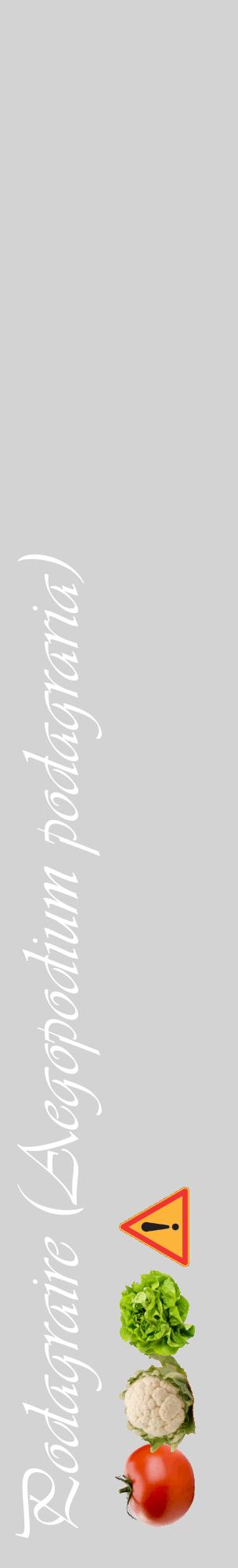 Étiquette de : Aegopodium podagraria - format c - style blanche56_basiqueviv avec comestibilité simplifiée