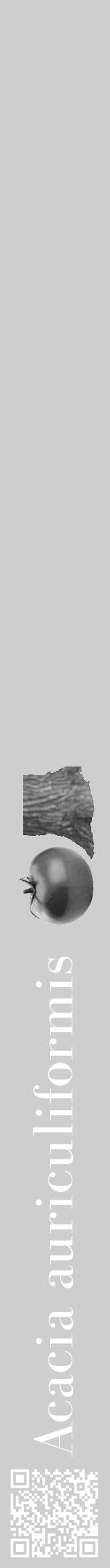 Étiquette de : Acacia auriculiformis - format a - style blanche17bod avec qrcode et comestibilité simplifiée - position verticale