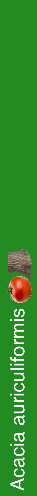 Étiquette de : Acacia auriculiformis - format a - style blanche10hel avec comestibilité simplifiée