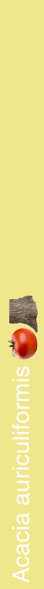 Étiquette de : Acacia auriculiformis - format a - style blanche20hel avec comestibilité simplifiée