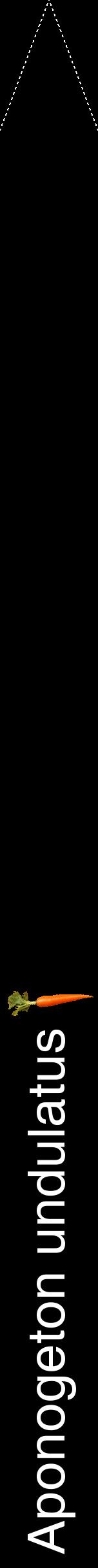 Étiquette de : Aponogeton undulatus - format b - style blanche59hel avec comestibilité simplifiée