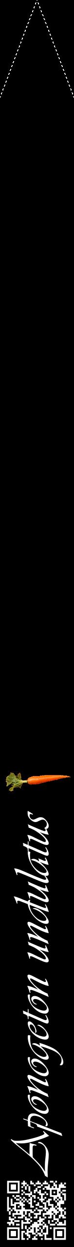 Étiquette de : Aponogeton undulatus - format b - style blanche59viv avec qrcode et comestibilité simplifiée