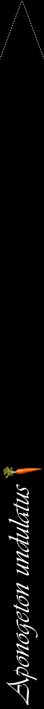 Étiquette de : Aponogeton undulatus - format b - style blanche59viv avec comestibilité simplifiée