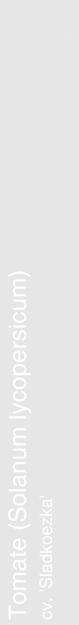 Étiquette de : Solanum lycopersicum cv. 'Sladkoezka' - format c - style blanche18_simple_simplehel avec comestibilité - position verticale