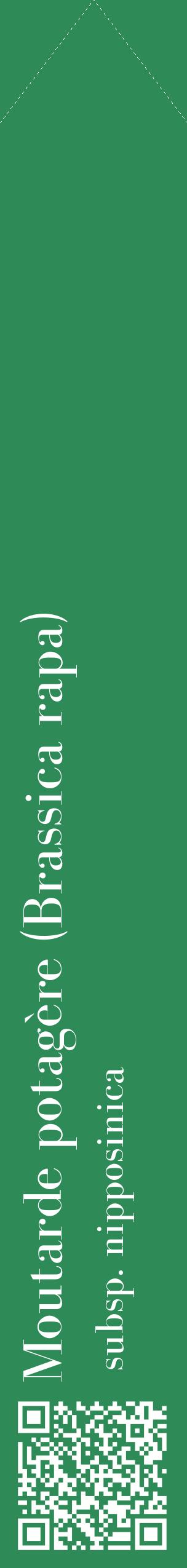 Étiquette de : Brassica rapa subsp. nipposinica - format c - style blanche11_simple_simplebod avec qrcode et comestibilité - position verticale