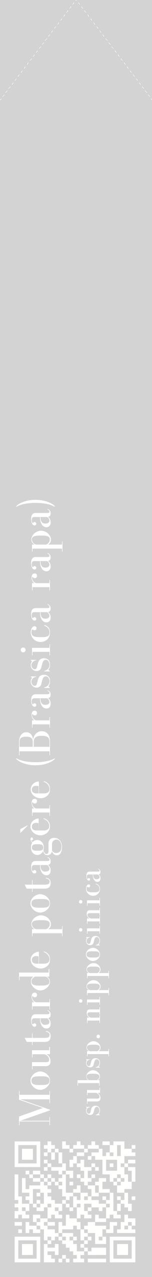 Étiquette de : Brassica rapa subsp. nipposinica - format c - style blanche56_simplebod avec qrcode et comestibilité