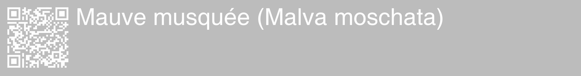 Étiquette de : Malva moschata - format c - style blanche1_basique_basiquehel avec qrcode et comestibilité